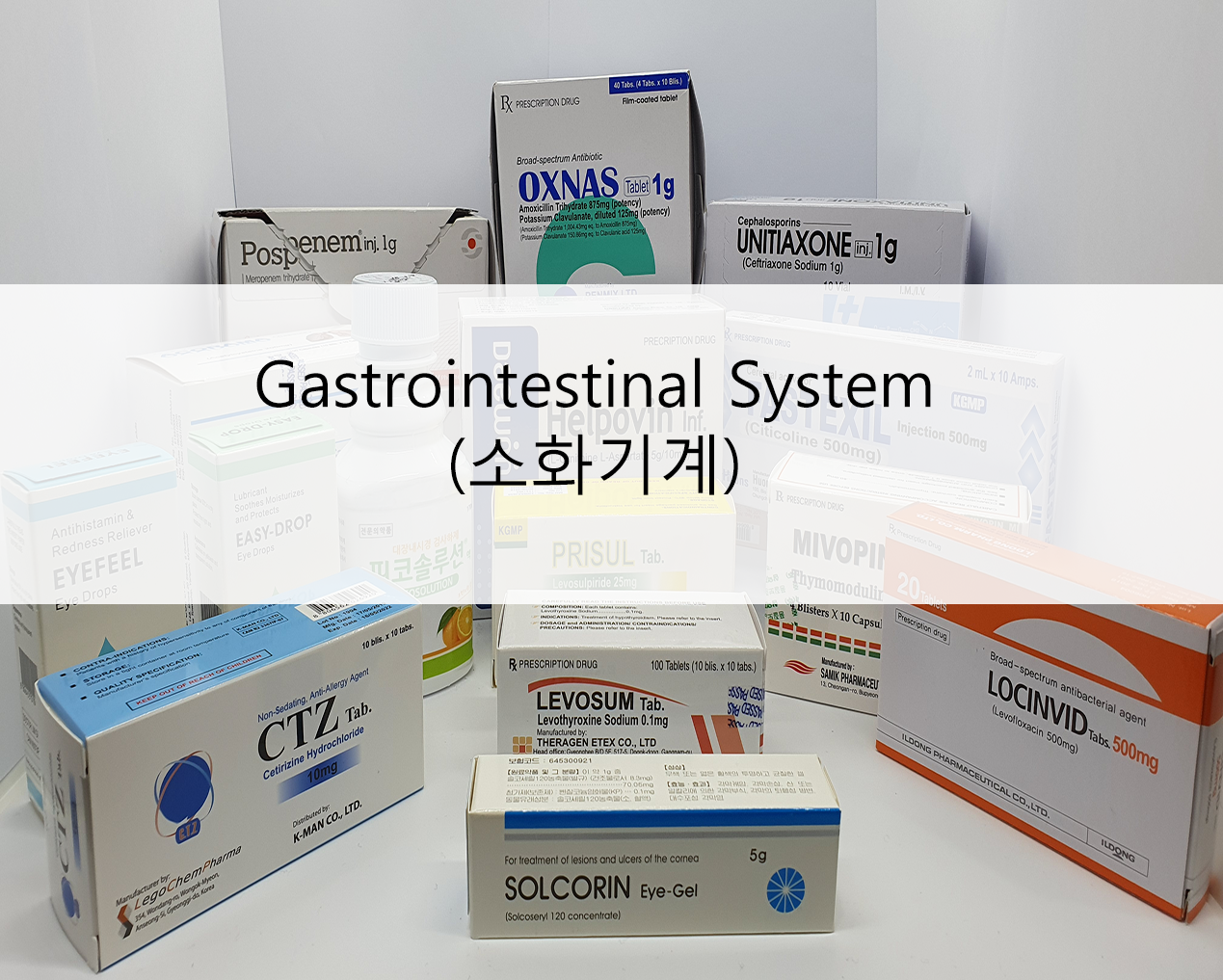 gastrointestinal_system__소화기계_.png